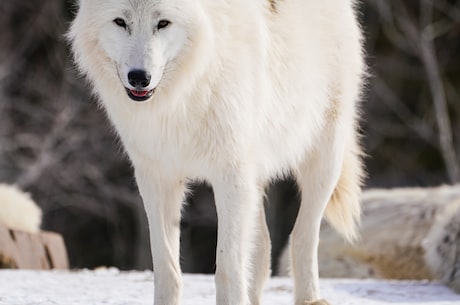详解鬃狼：北方雪原最可怕的猛兽