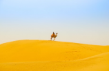 骆驼祥子读后感1500-悲情与反抗的审视