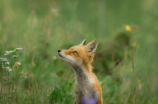 半只狐狸个人简介 | 爱好摄影和旅游, 常在网上分享美图和见闻